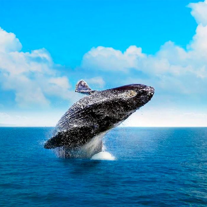 Whales & Cayo Levantado