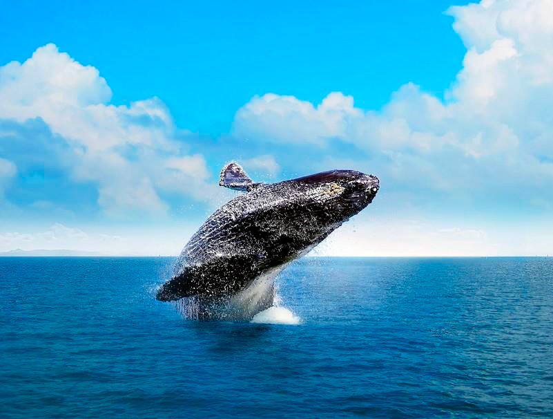 Humpback whale watching in Samaná